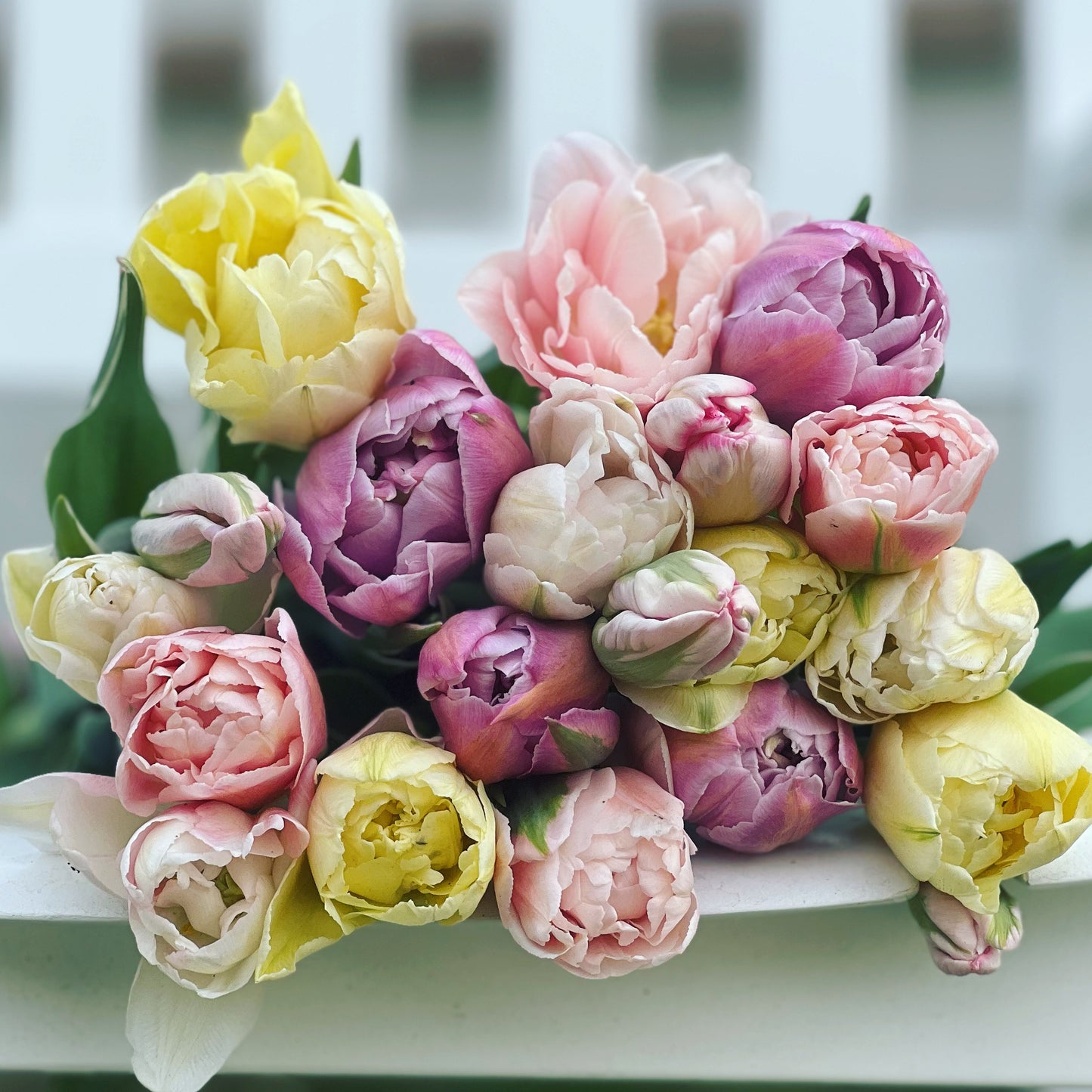 Premium Mixed Tulip Bouquet