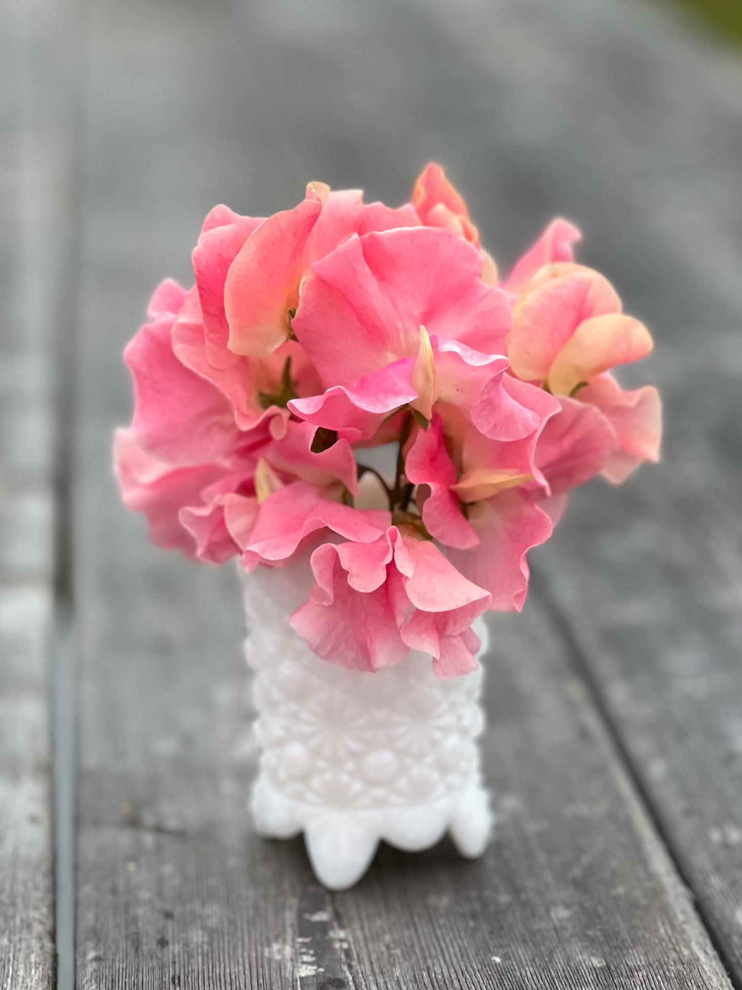 Sweet Pea | Anne Barron