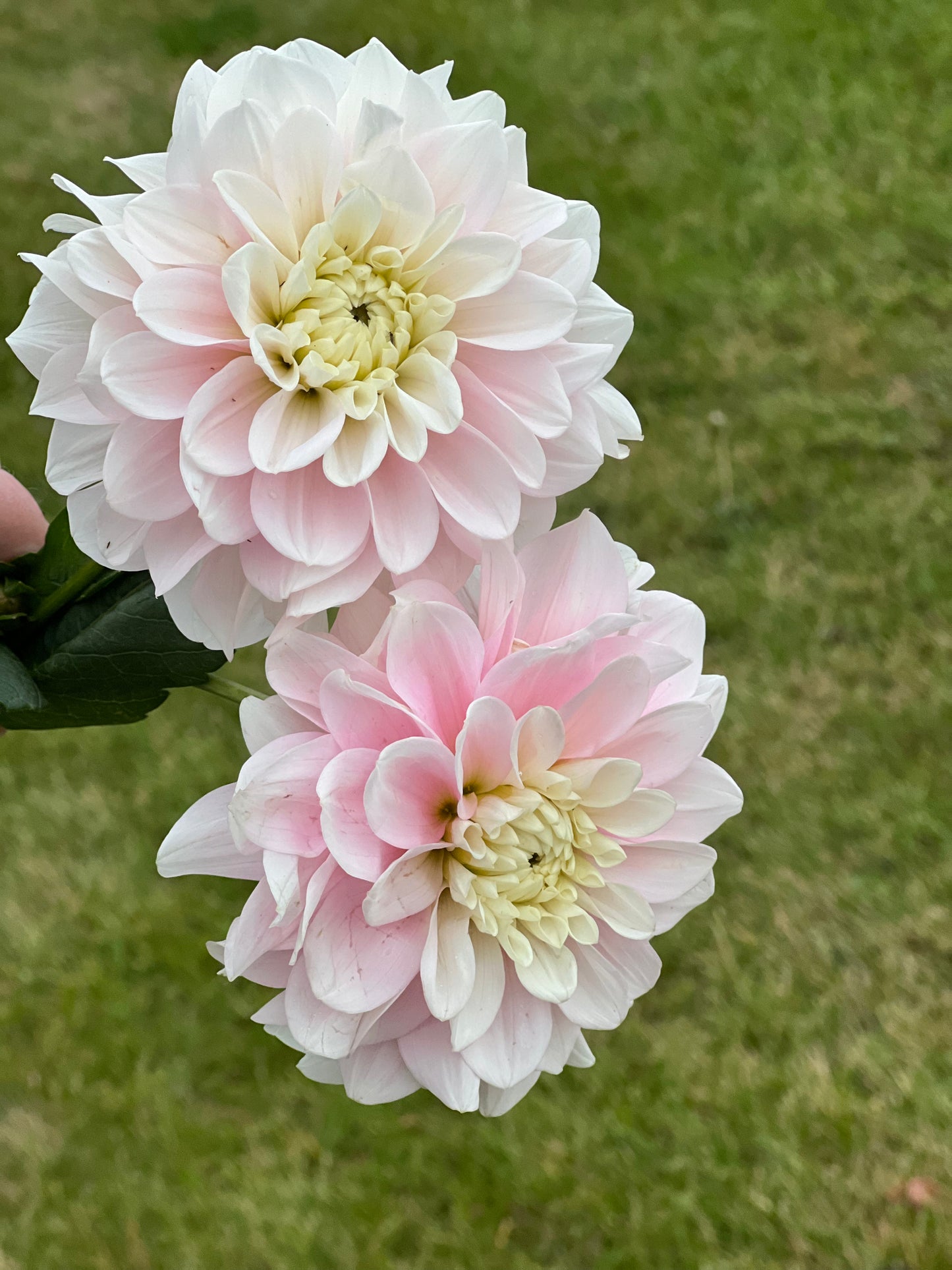 Daddy's Girl | Rooted Cutting