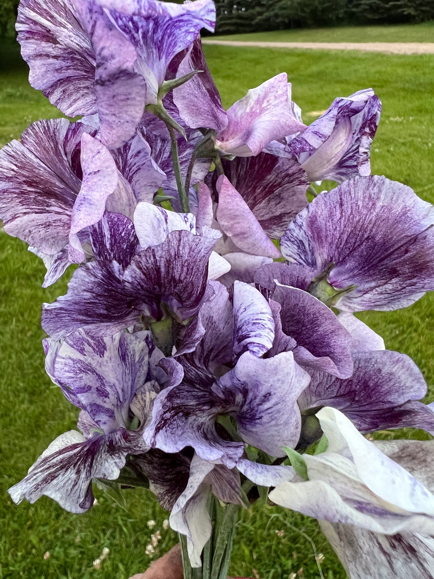 Sweet Pea | Earl Grey