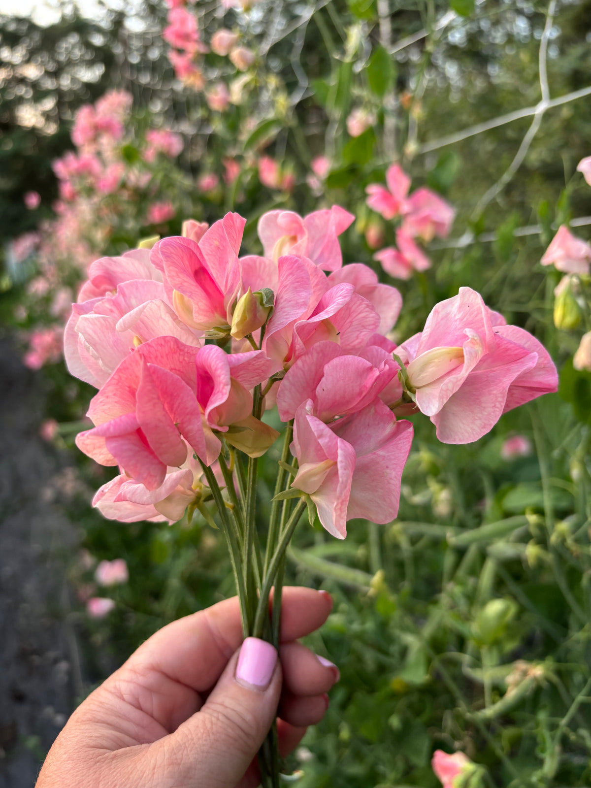 Sweet Pea | Emily