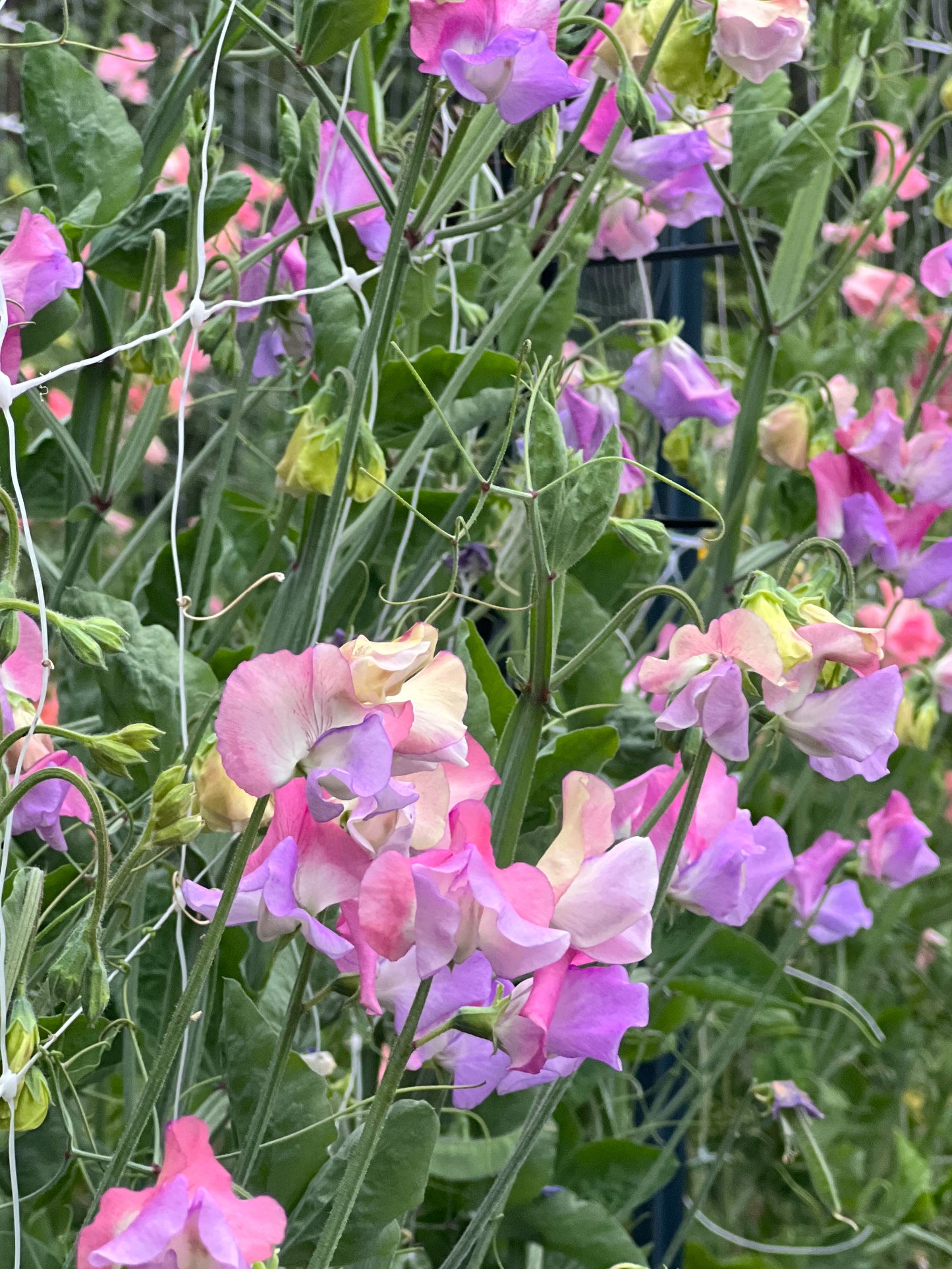 Sweet Pea | Enchanté