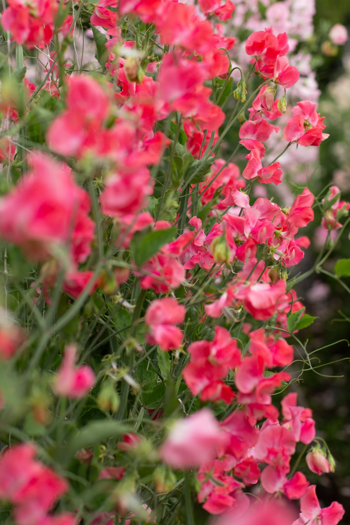 Sweet Pea | Geranium Pink