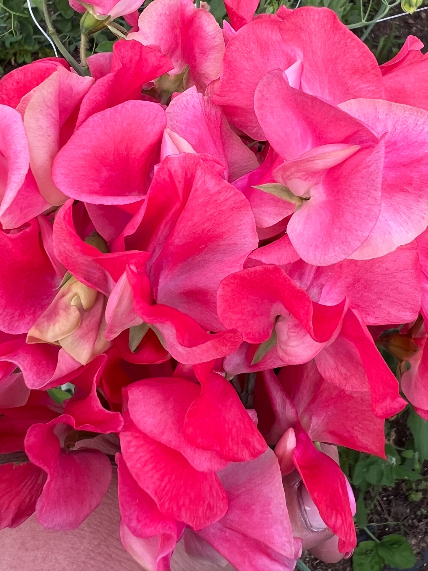 Sweet Pea | Geranium Pink