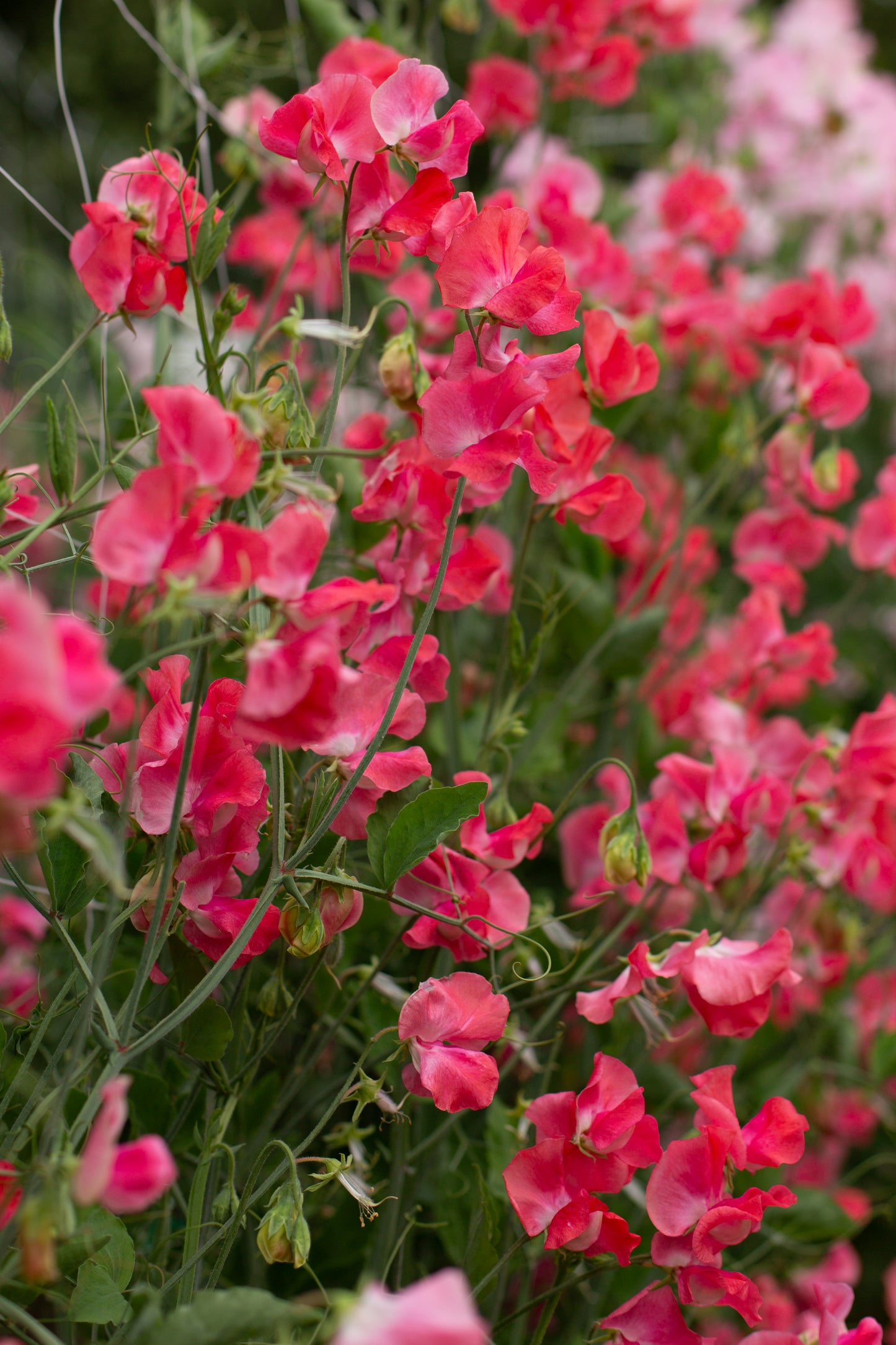 Sweet Pea | Geranium Pink