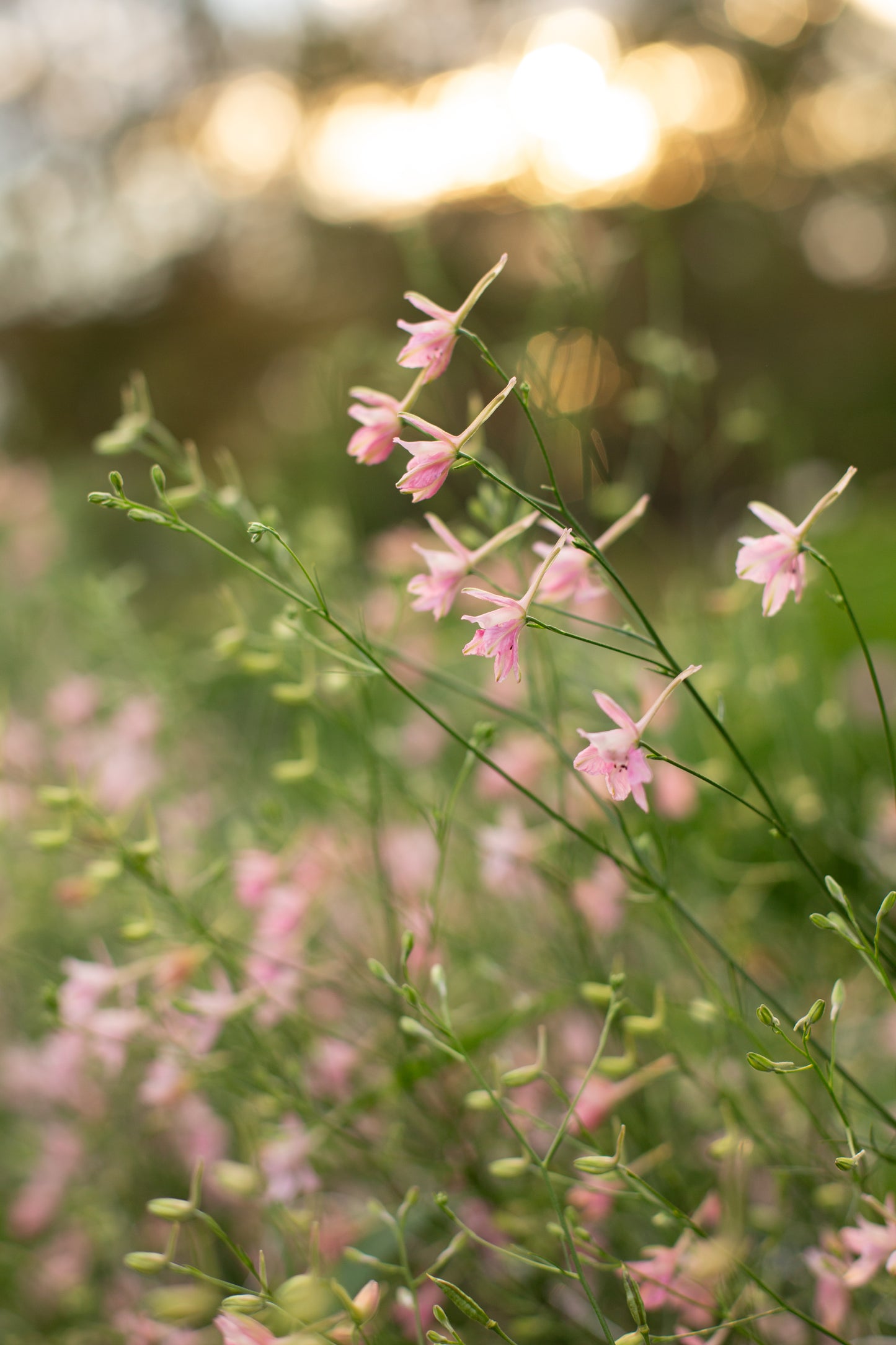 Larkspur | Cloud Pink