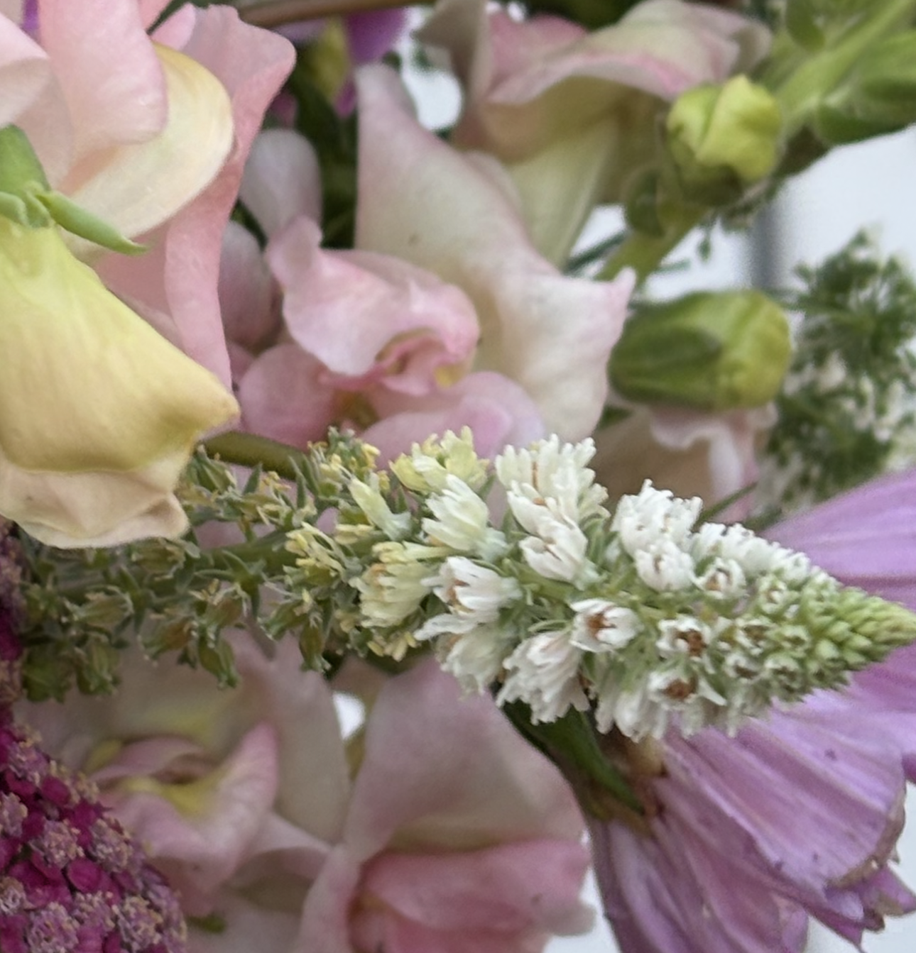 Mignonette | White Mignonette