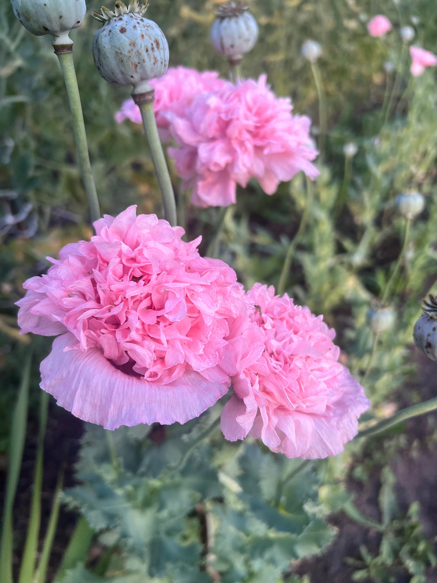 Breadseed Poppy | Pink Peony