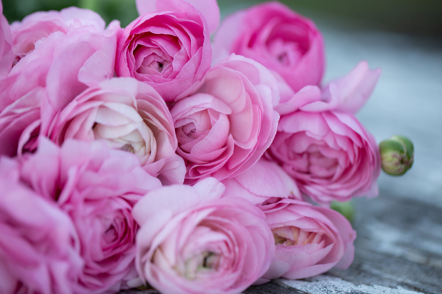 Growing Ranunculus Workshop | Sunday April 6th 10am