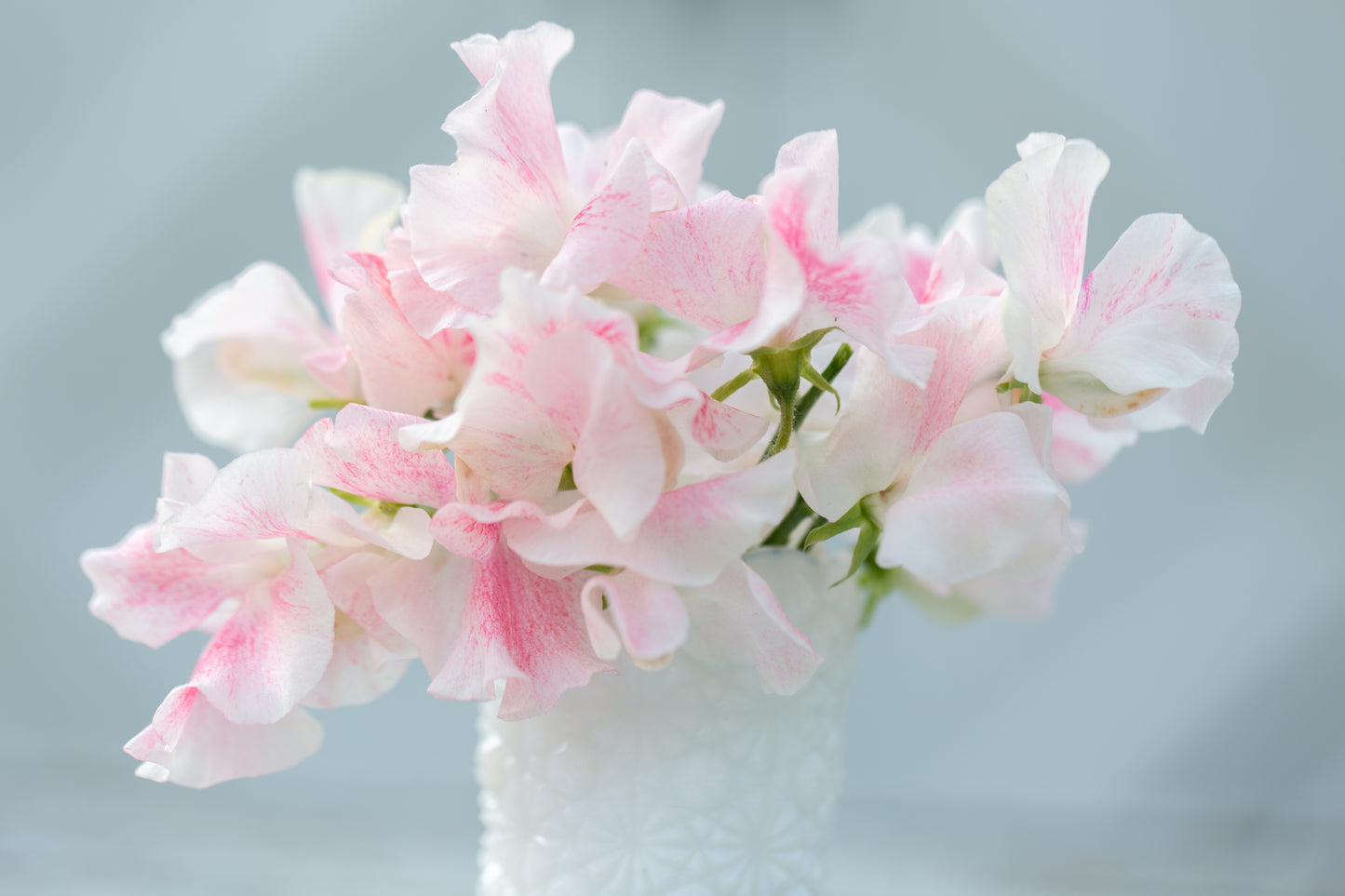 Sweet Pea | Vaudeville