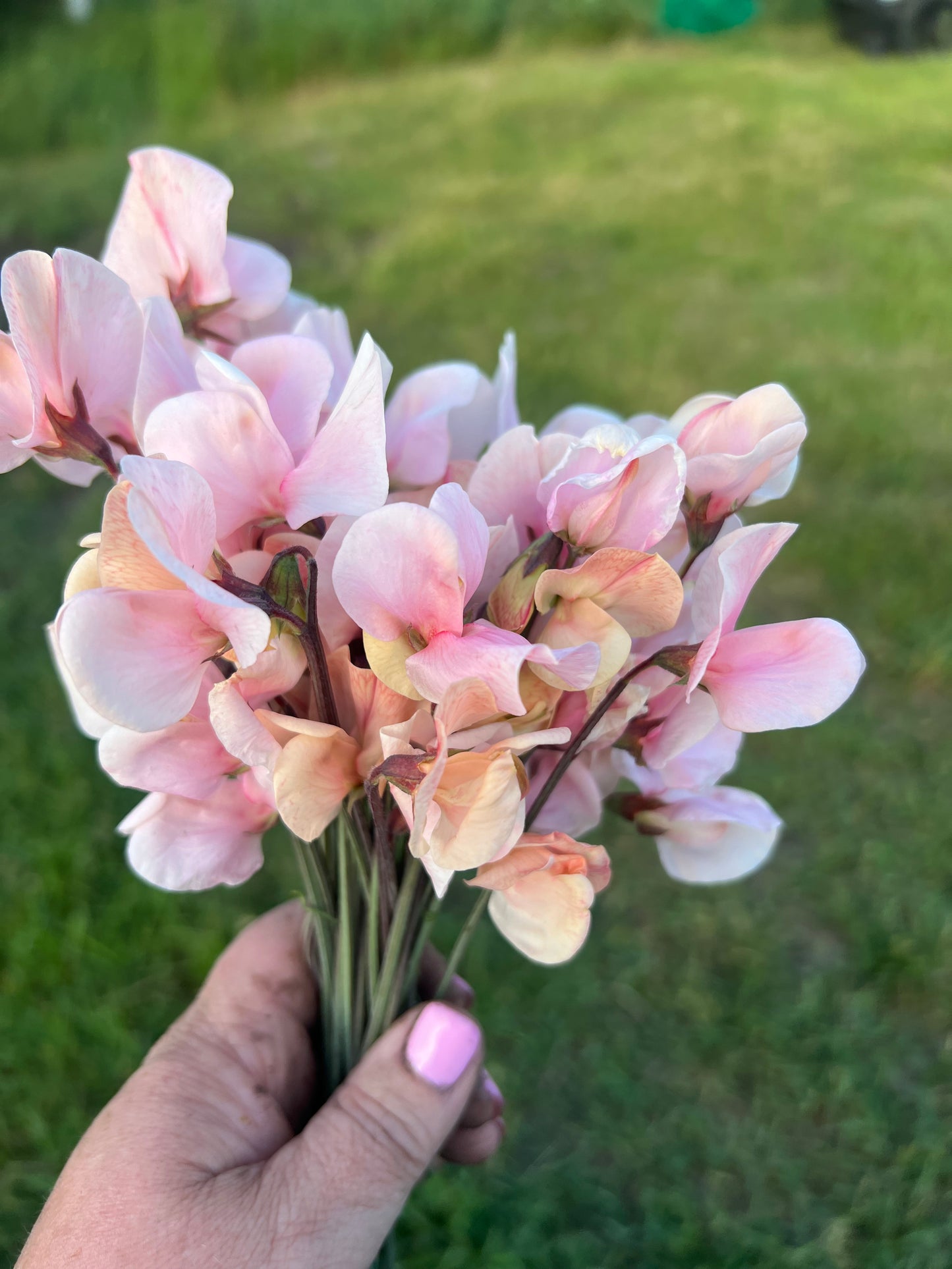 Sweet Pea | Shell Pink