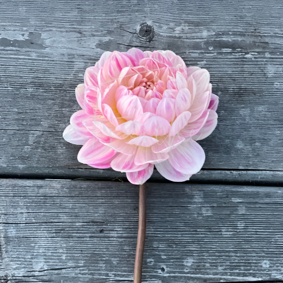 Kelgai Ann | Rooted Cutting