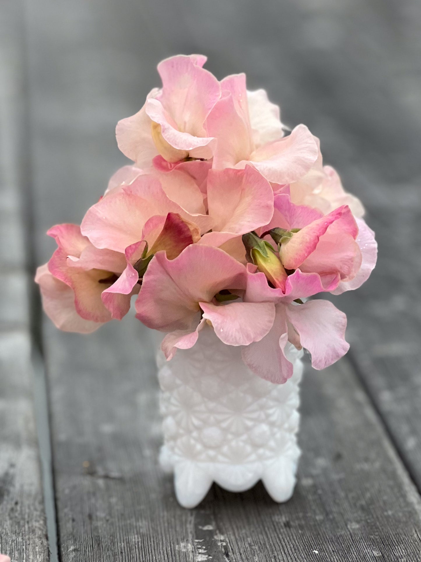 Sweet Pea | Kiera Madeline