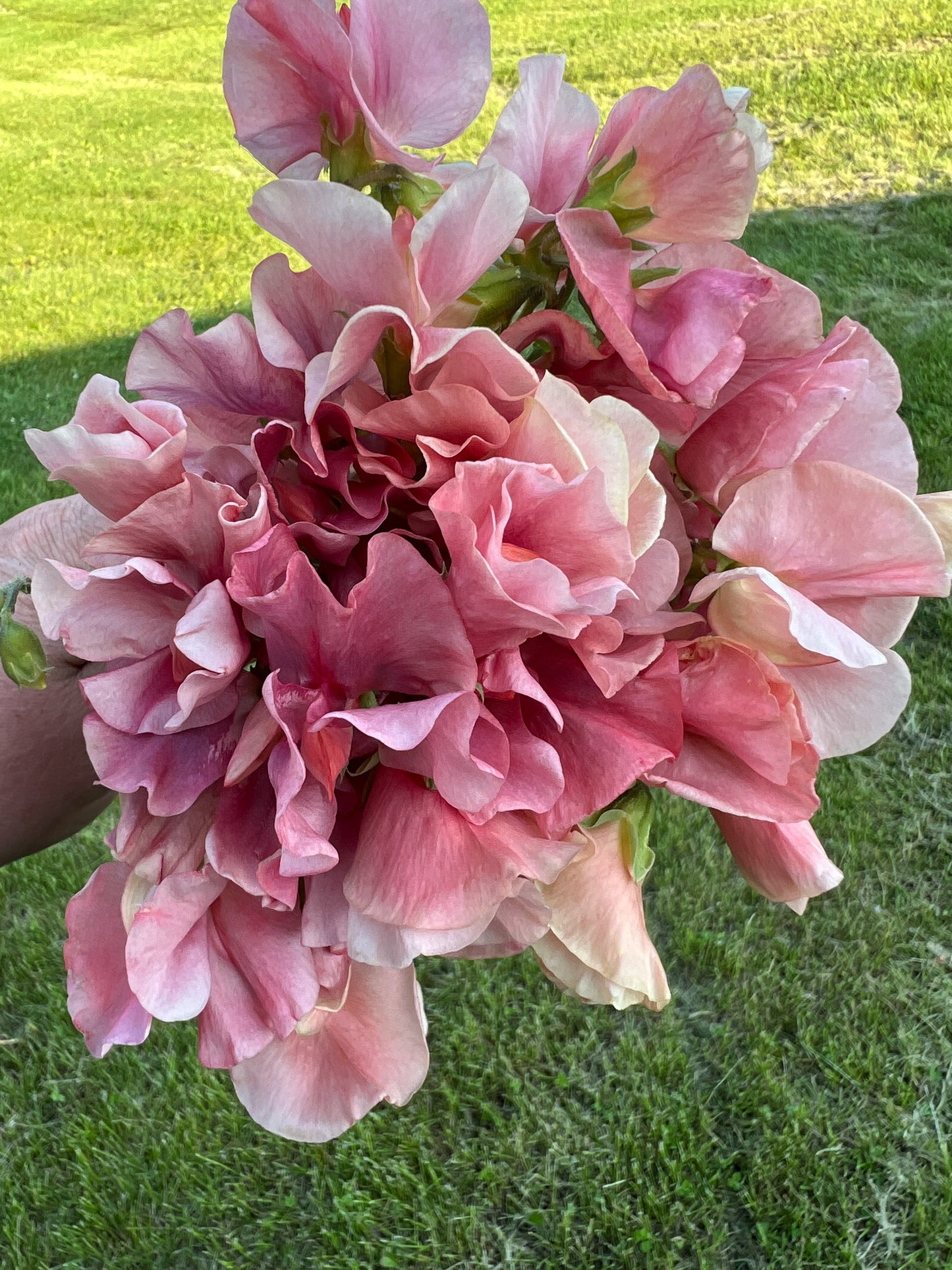 Sweet Pea | Kings Ransom *Limit 1*