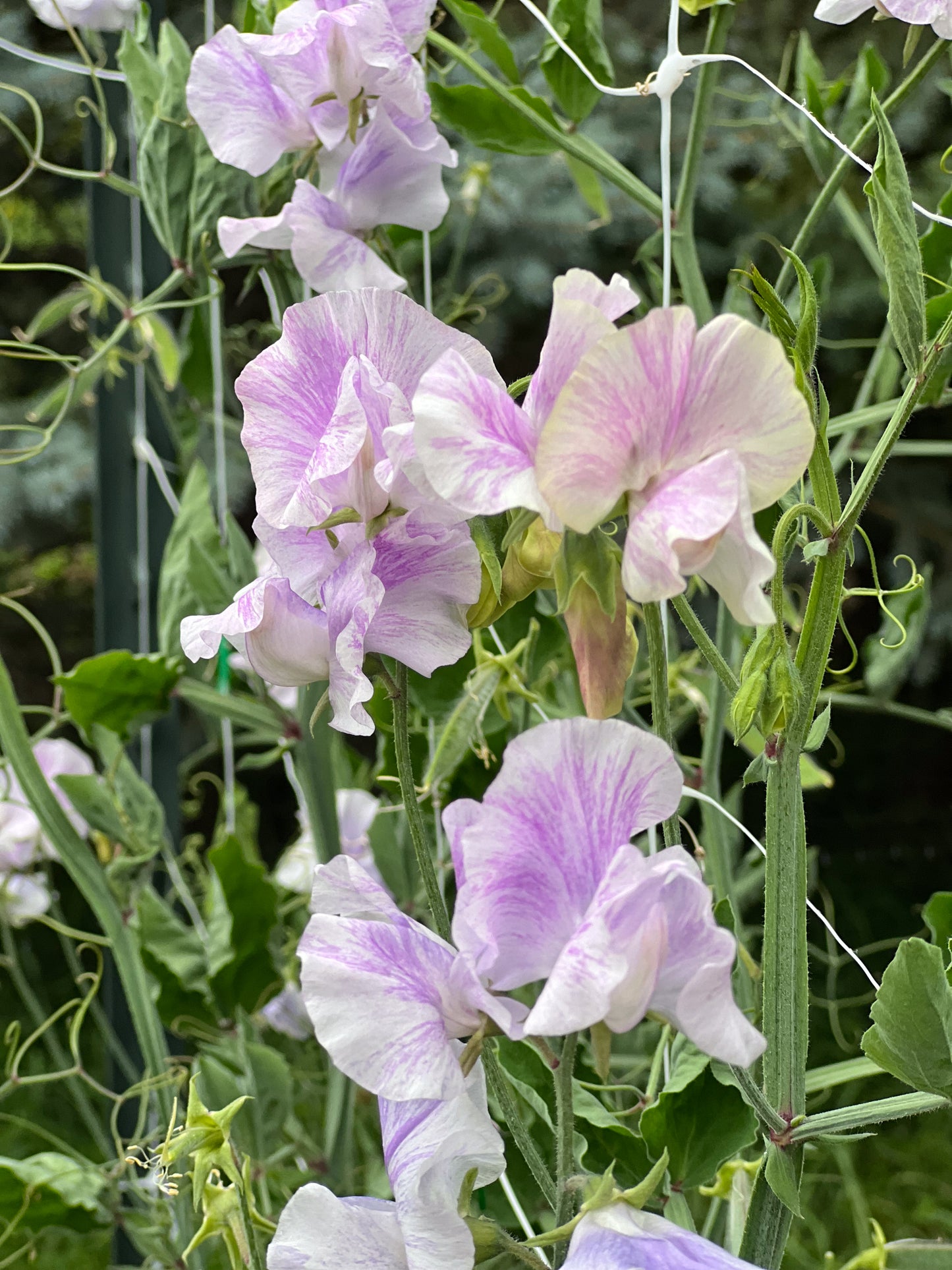 Sweet Pea | Lavender Flake