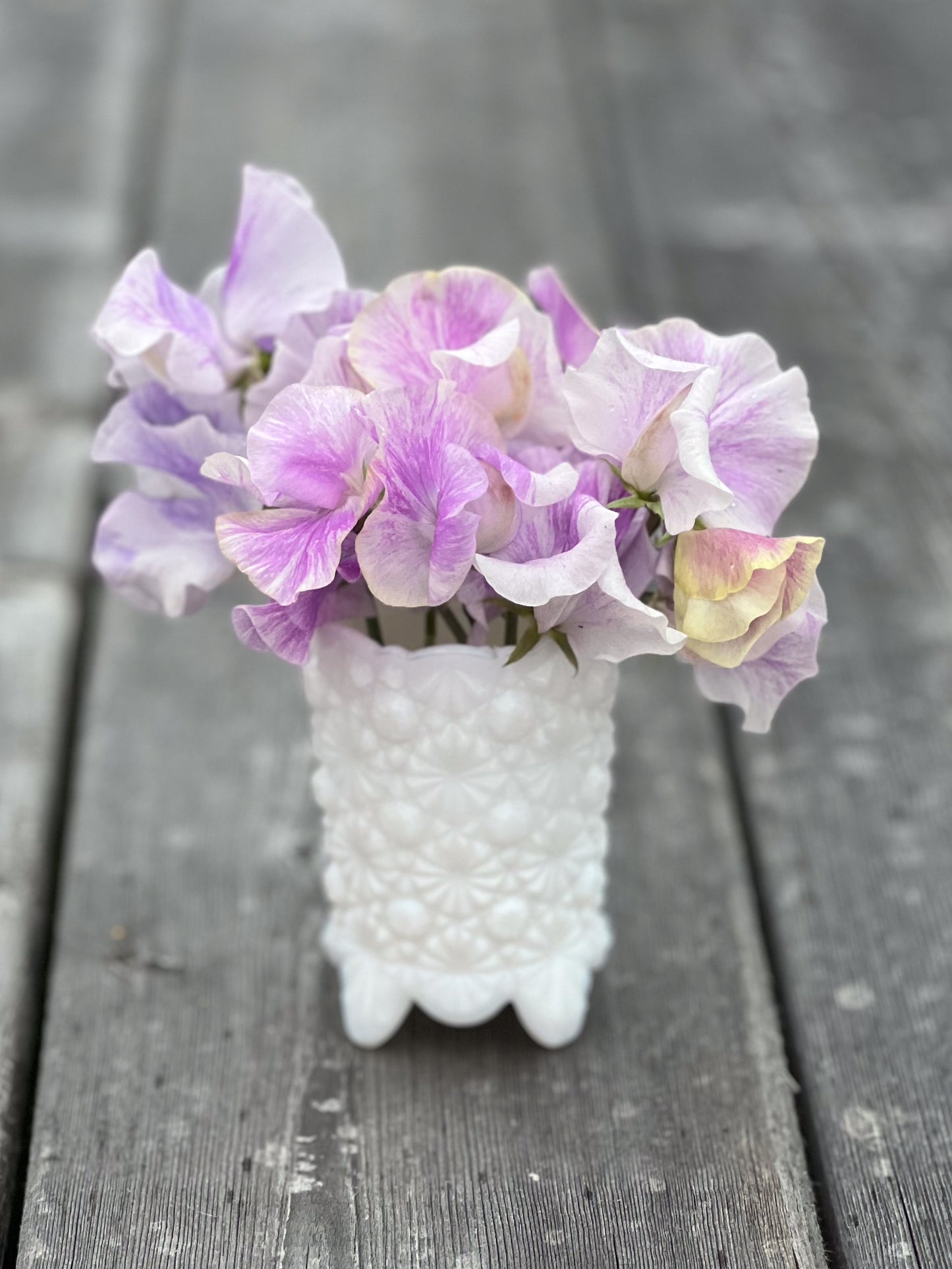 Sweet Pea | Lavender Flake