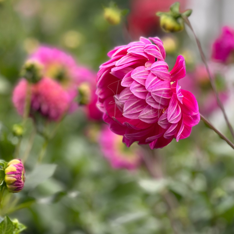 Lyn's Lexi | Rooted Cutting