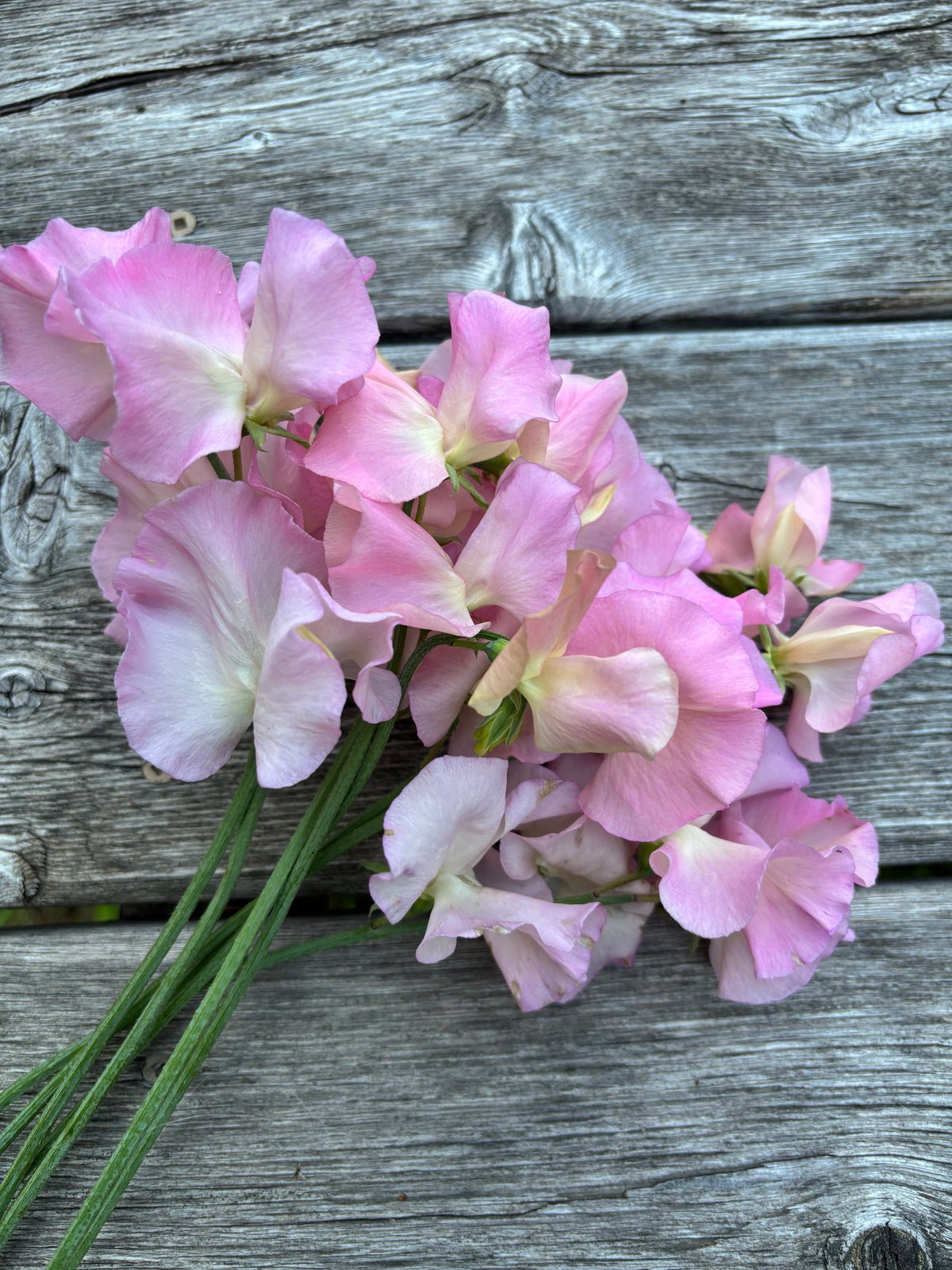 Sweet Pea | Lynn Fiona