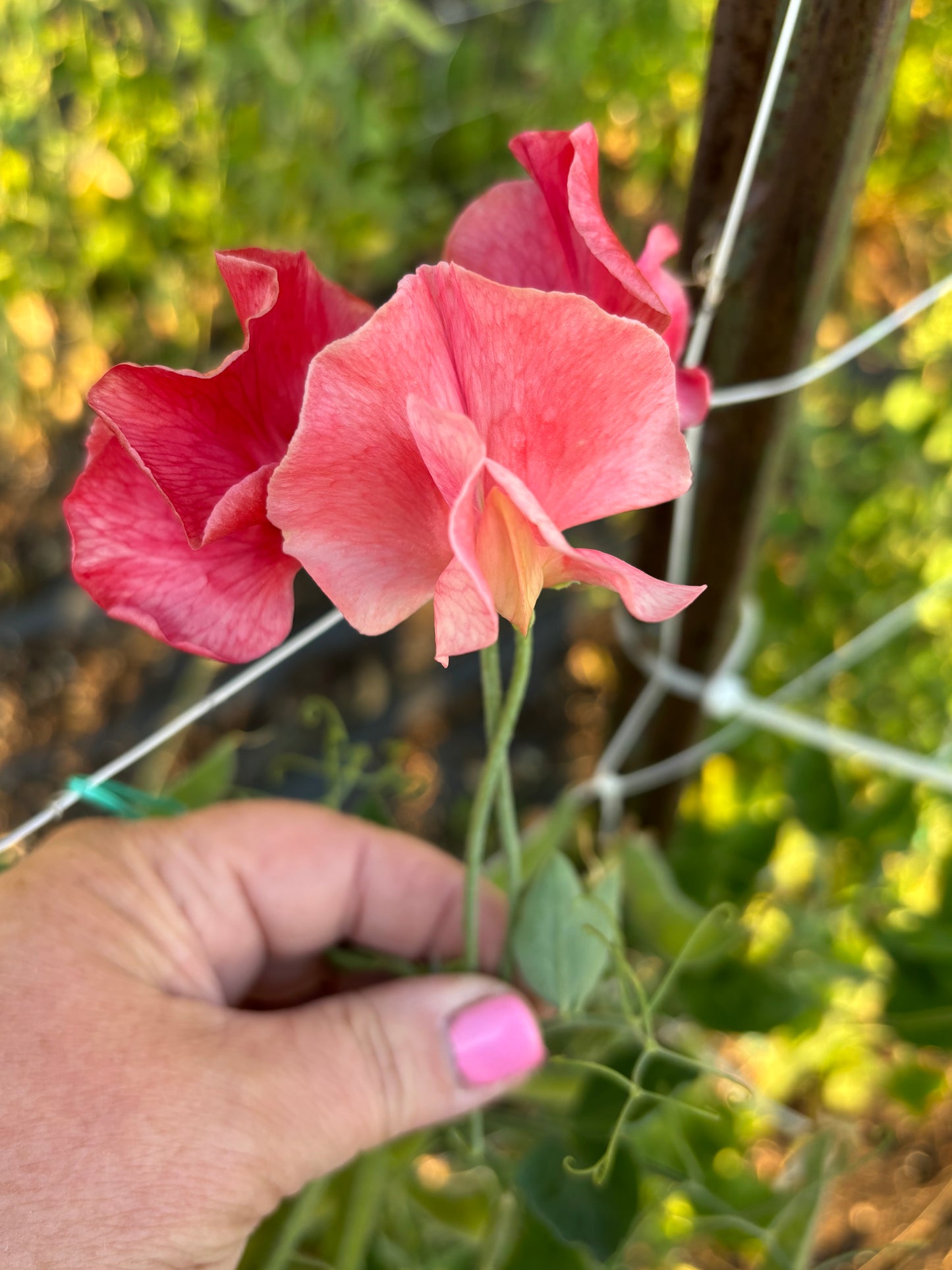 Sweet Pea | MM