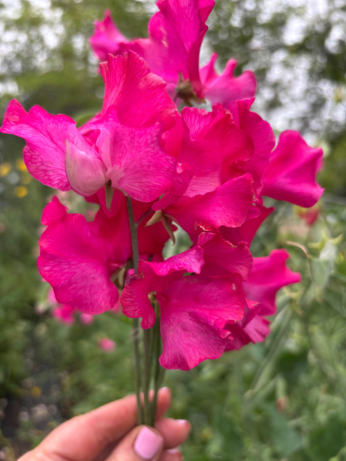 Sweet Pea | Milly