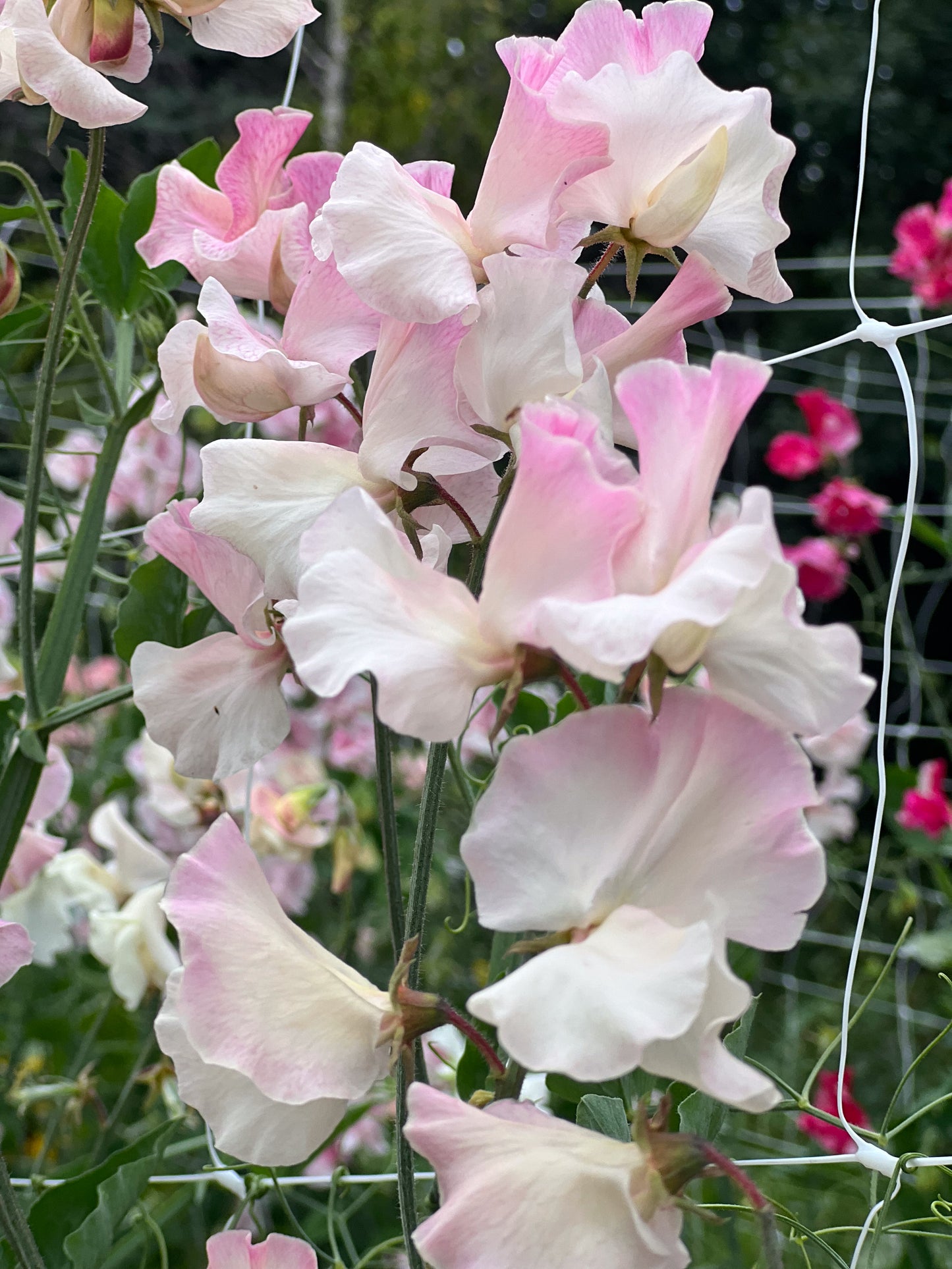 Sweet Pea | Mollie Rilstone