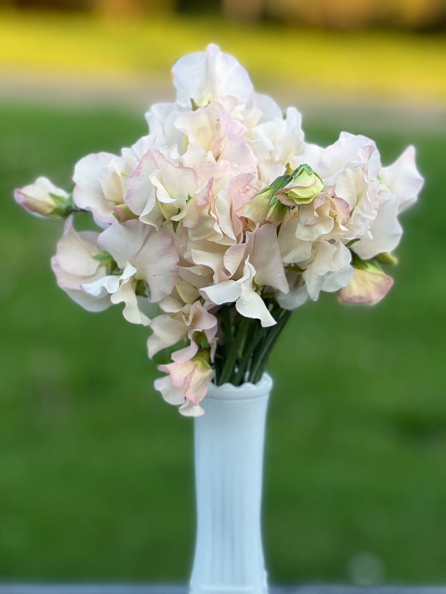 Sweet Pea | Piggy Sue