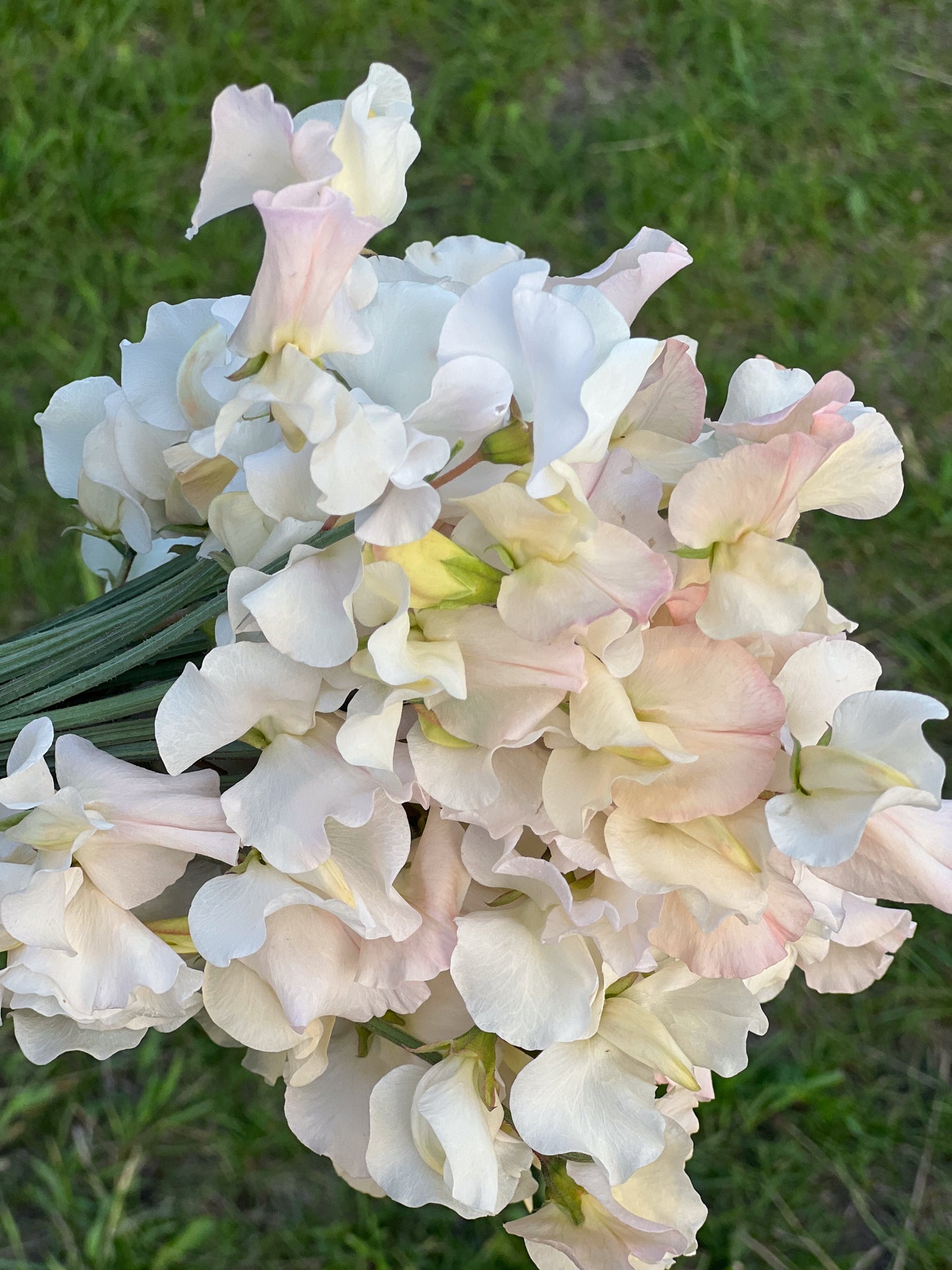 Sweet Pea | Piggy Sue