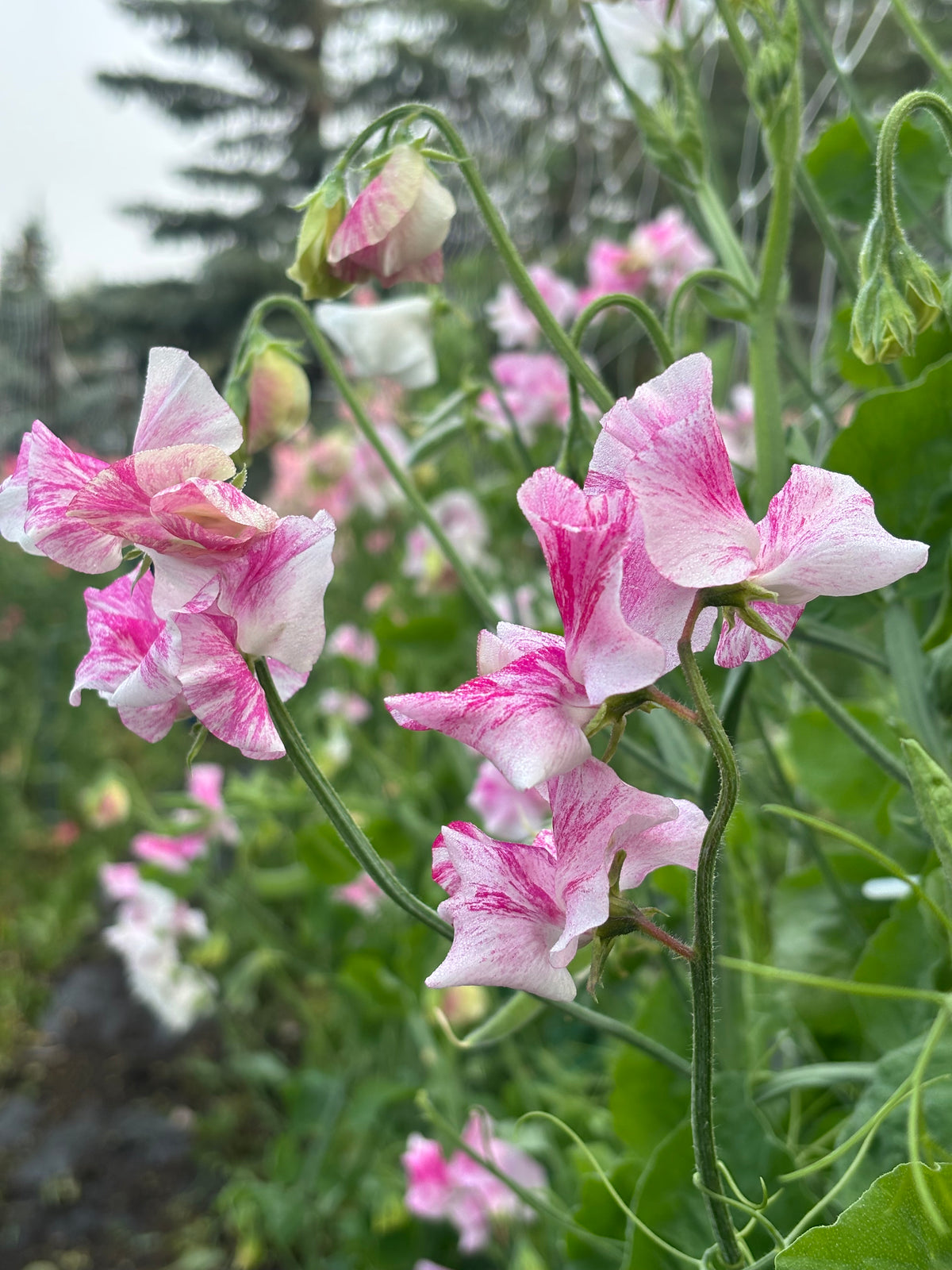 Sweet Pea | Pink Candy