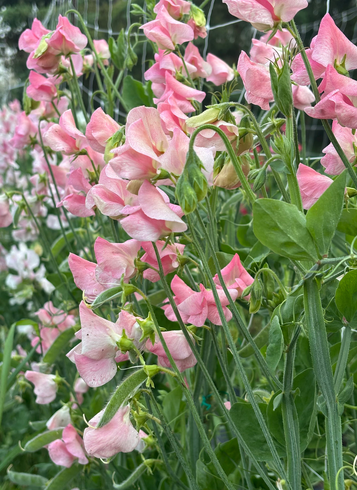Sweet Pea | Rosay