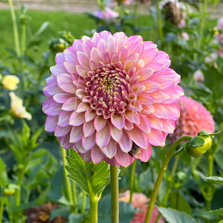 Skiply Spot of Gold | Rooted Cutting