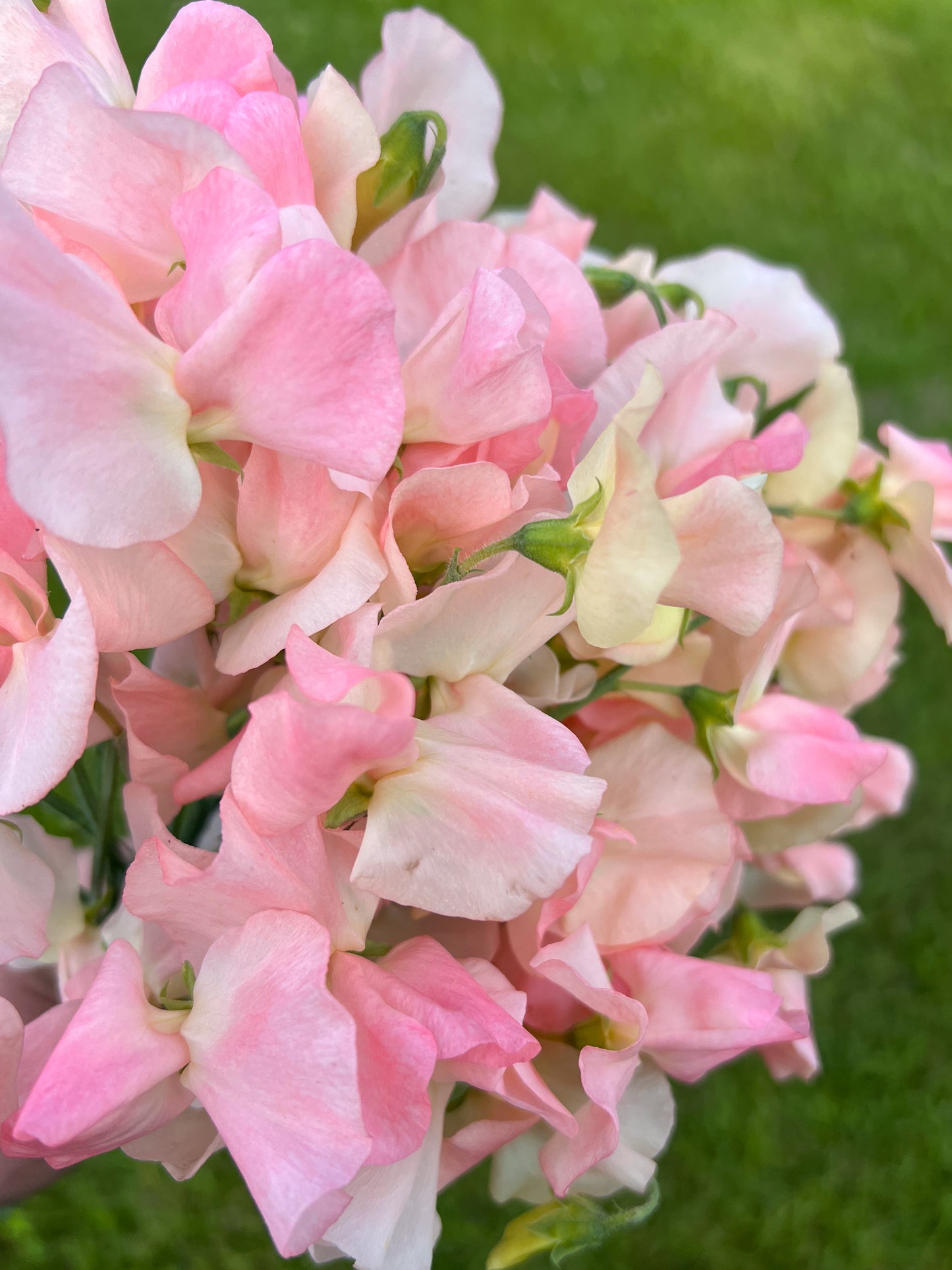 Sweet Pea | Spring Sunshine Champagne