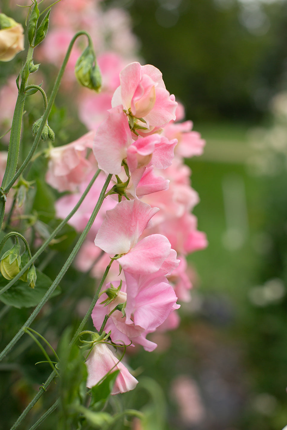 Sweet Pea | Yvette Ann