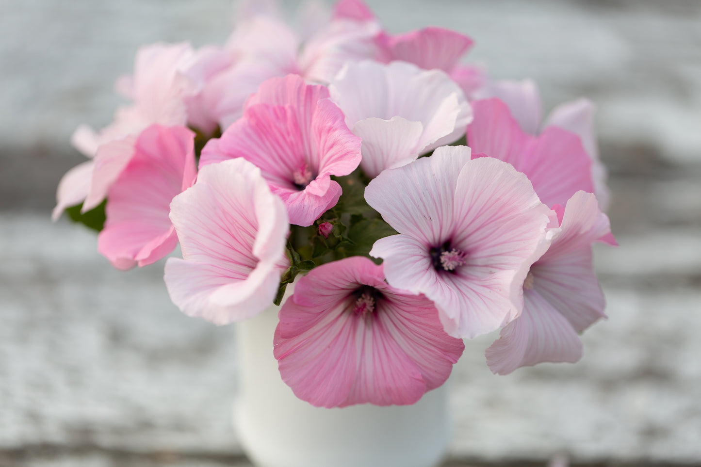 Lavatera | Pink Regis Mix