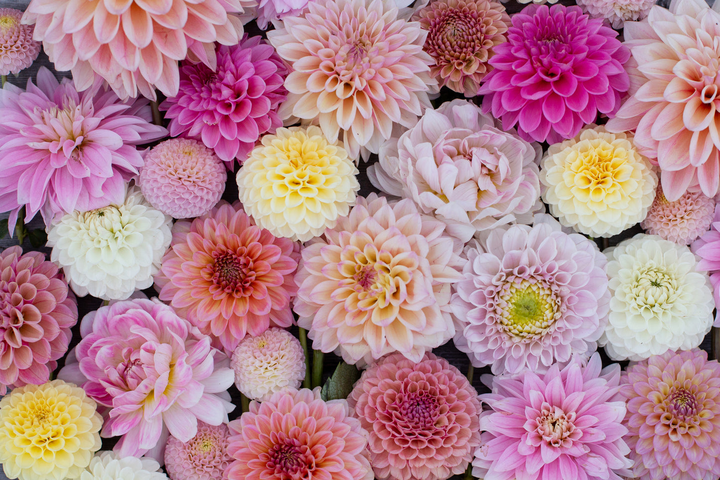 Dahlia Seeds
