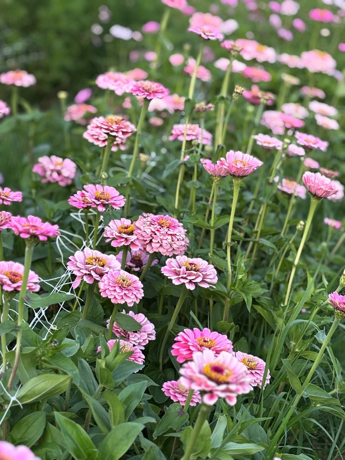 Zinnia | Double Bubble Pink