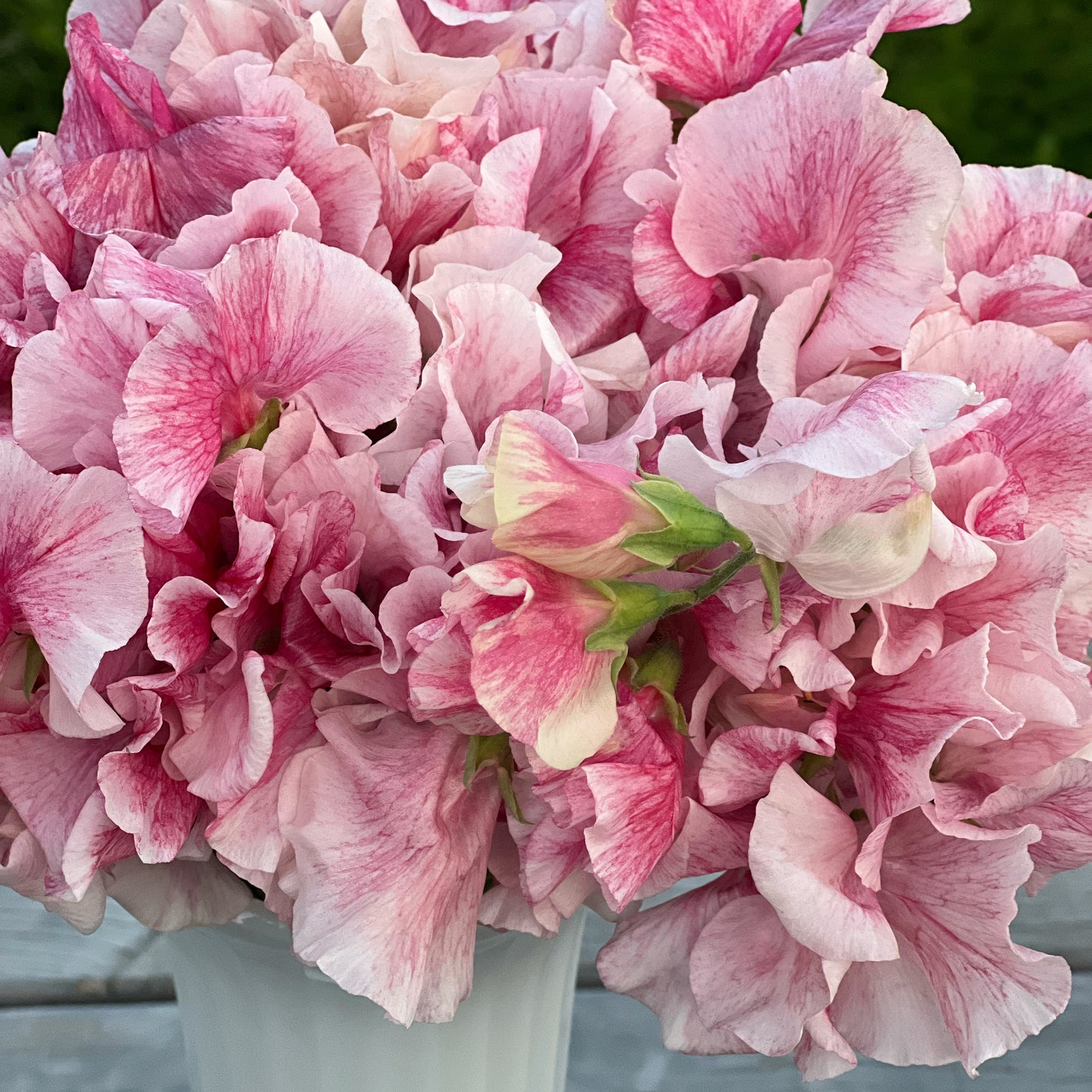 Sweet Pea | Raspberry Flake