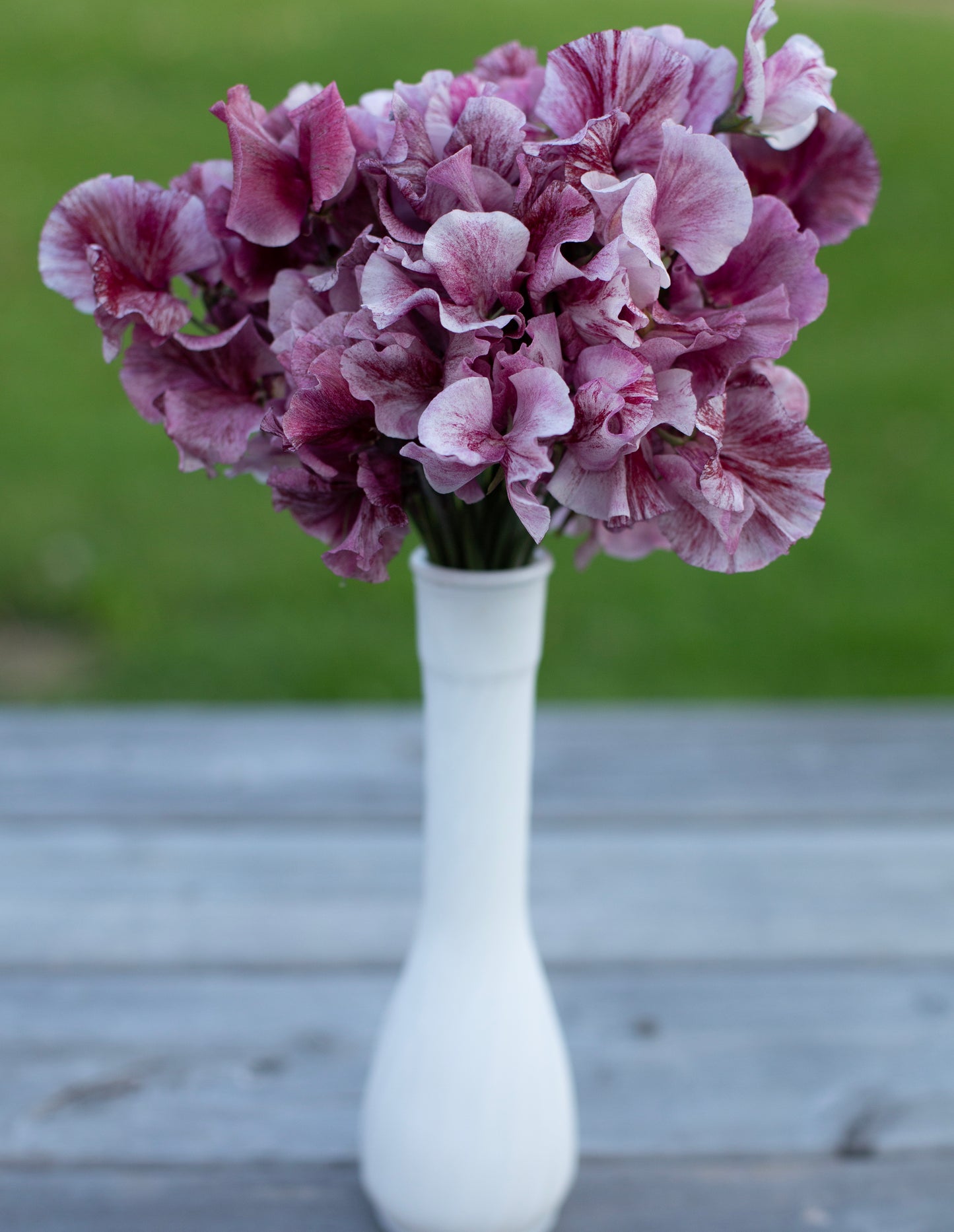 Sweet Pea | Chocolate Flake