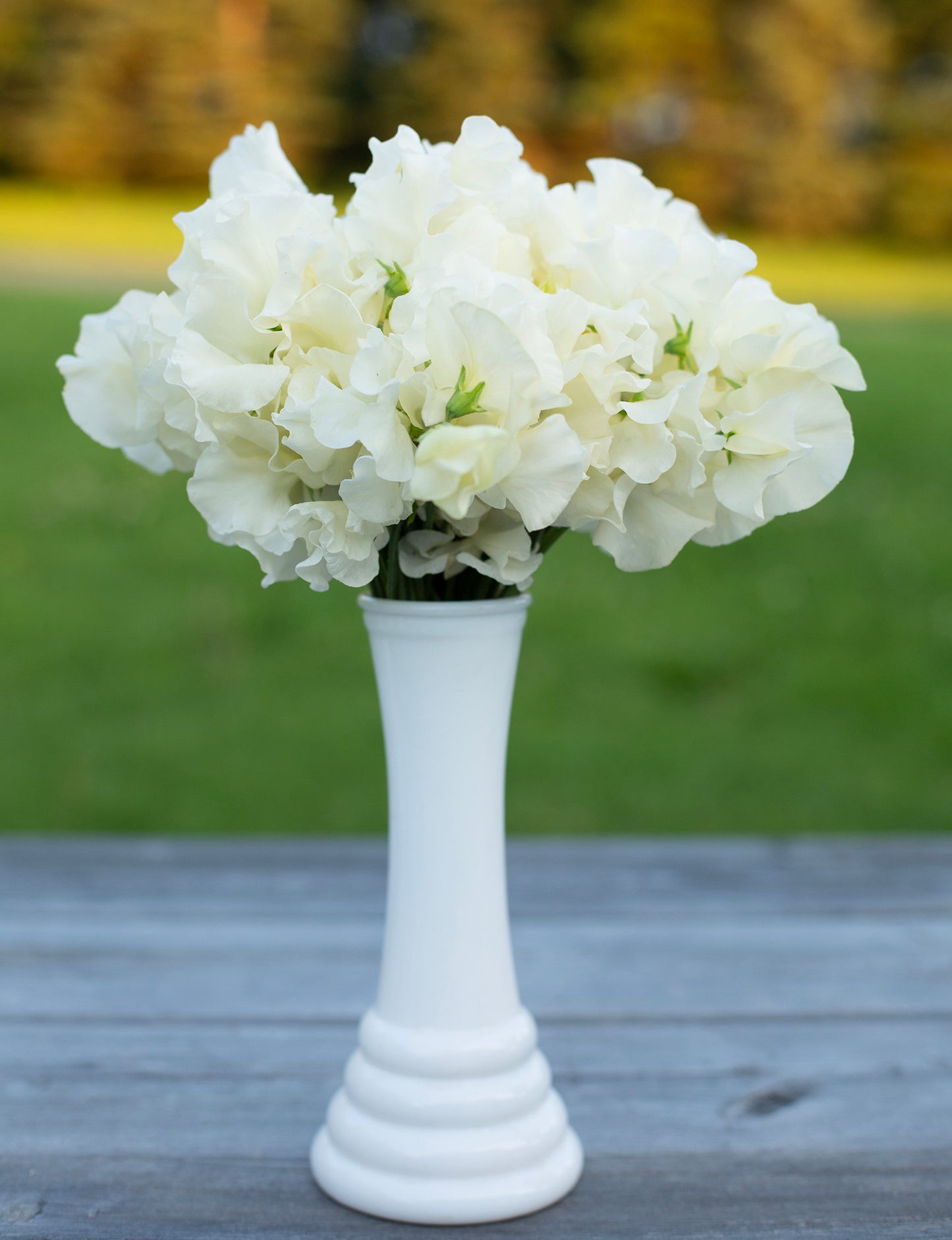 Sweet Pea | Clotted Cream