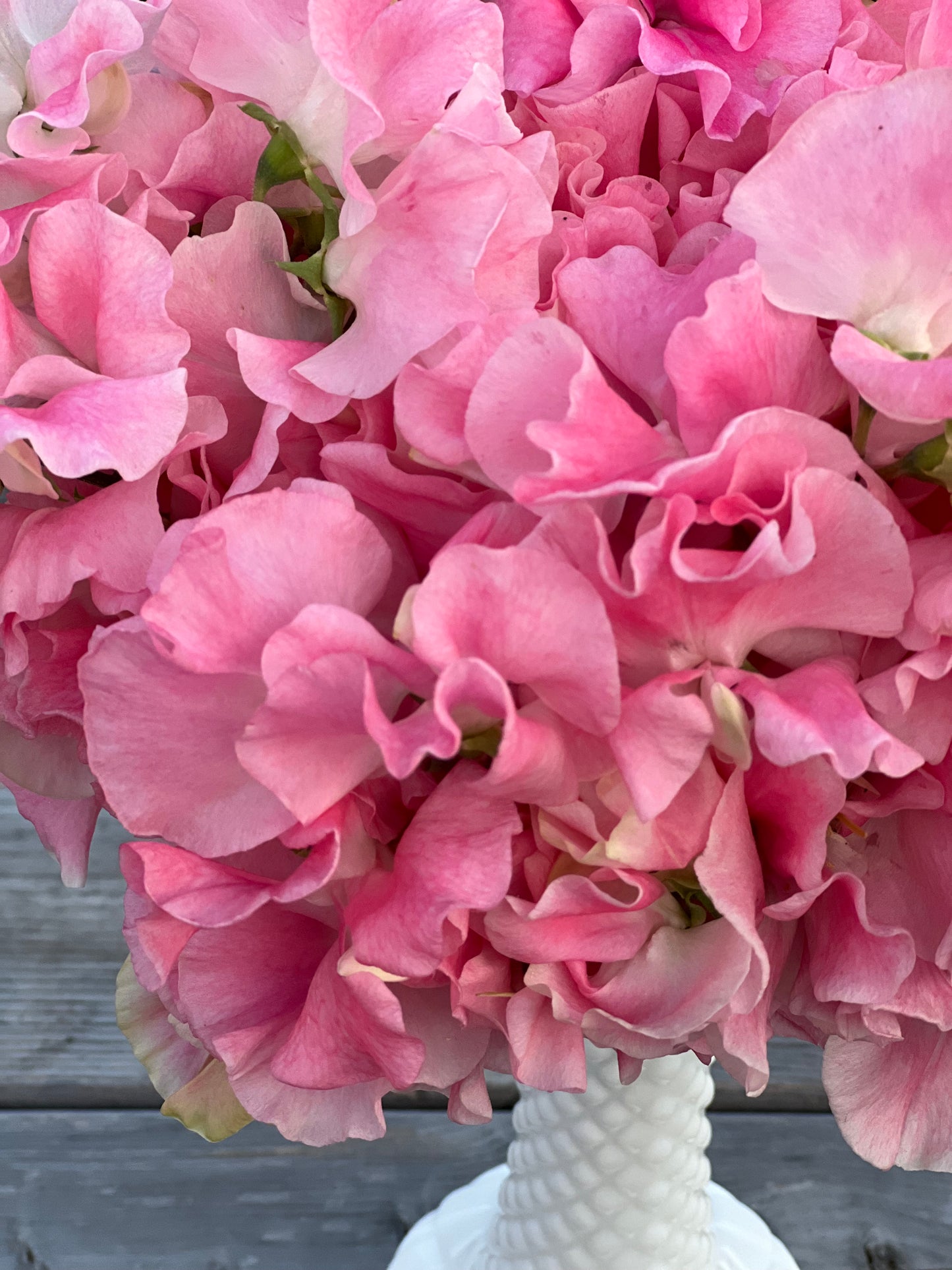 Sweet Pea | Mrs Bernard Jones