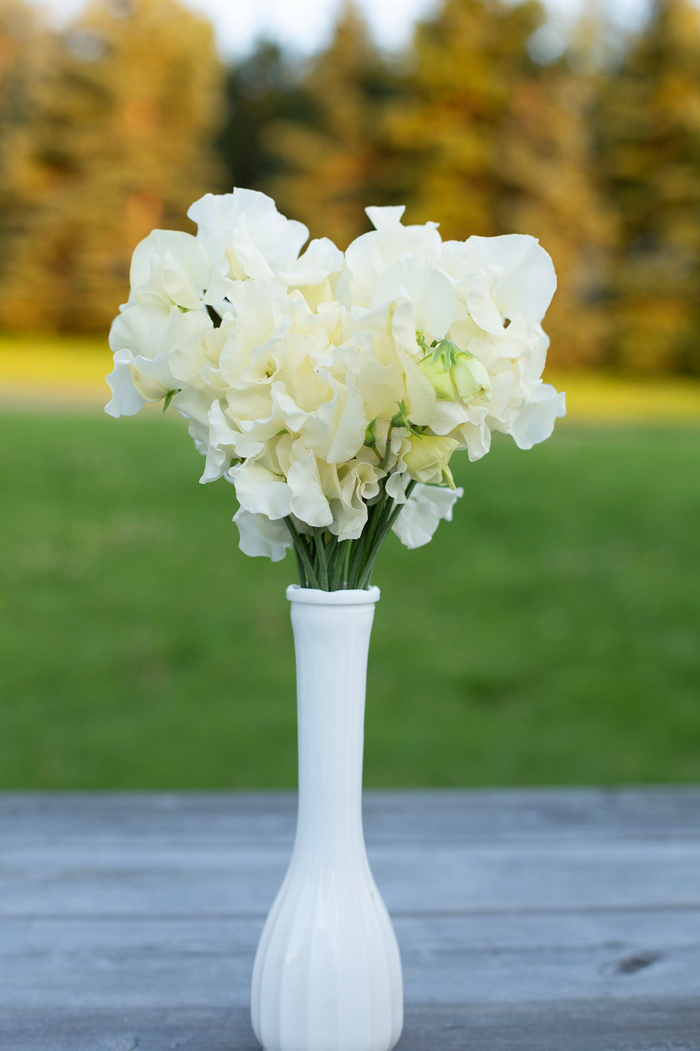Sweet Pea | Pip's Cornish Cream