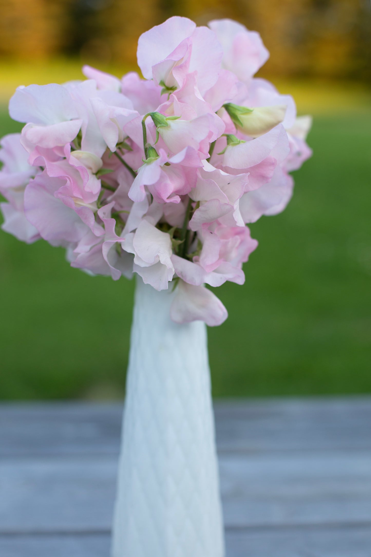 Sweet Pea | Spring Sunshine Blush