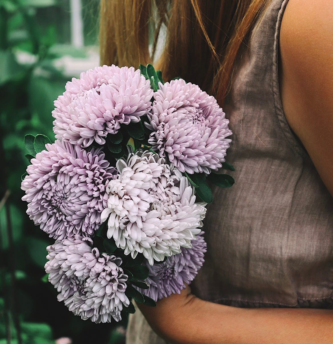 Aster | Lady Coral Lavender "Moonstone"