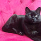 Sweet Pea | Valentine