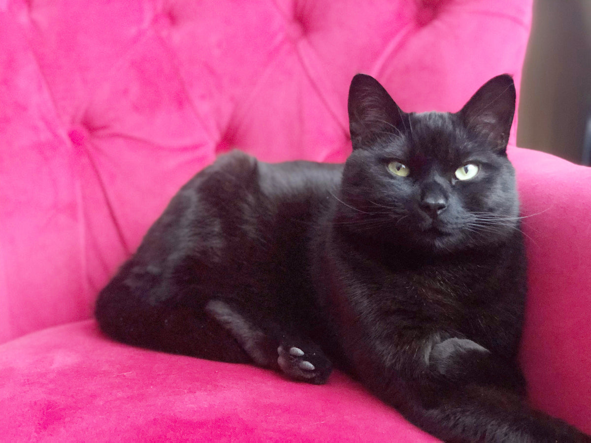 Sweet Pea | Valentine