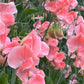 Sweet Pea | Apricot Queen