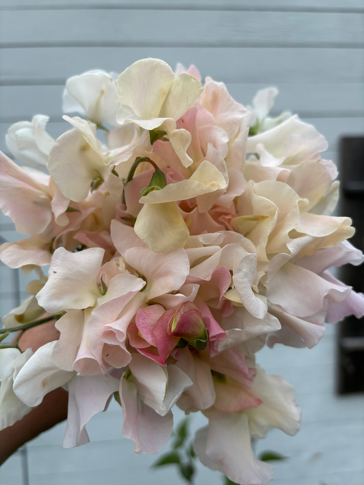 Sweet Pea | Ballerina Blush Mix