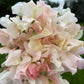 Sweet Pea | Ballerina Blush Mix