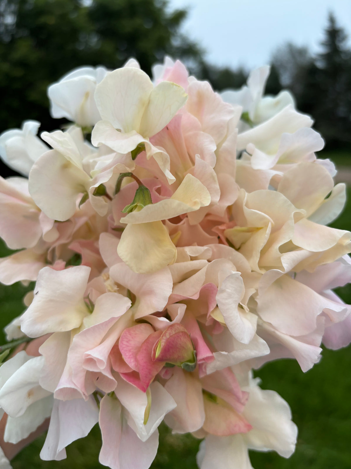 Sweet Pea | Ballerina Blush Mix