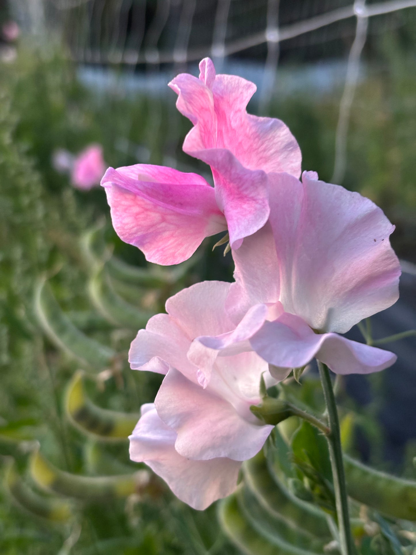 Sweet Pea | Banty