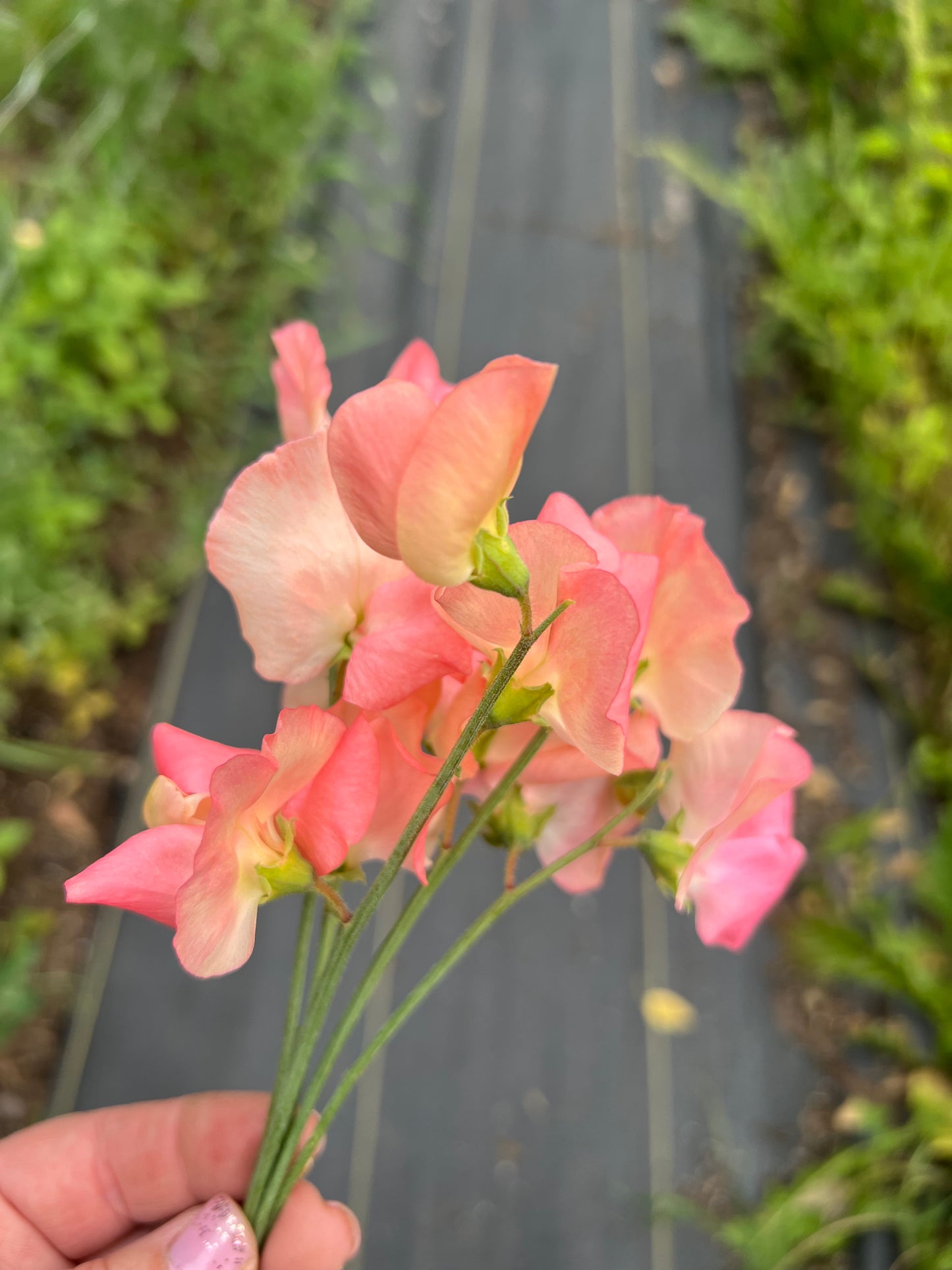 Sweet Pea | Candyfloss